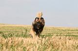 LEONBERG 903